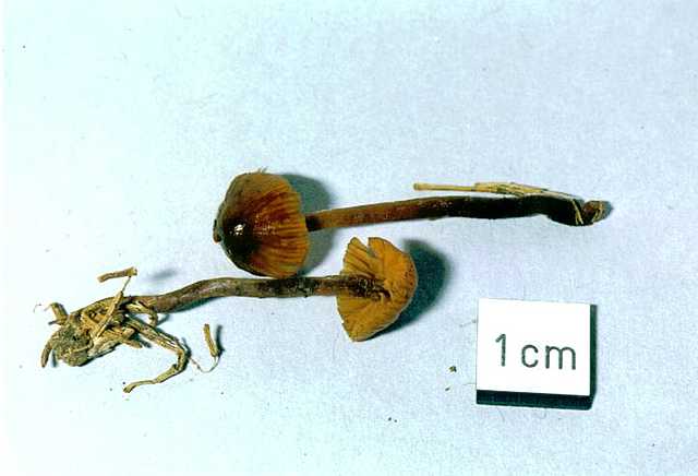 Galerina nana   (Petri)    Khner